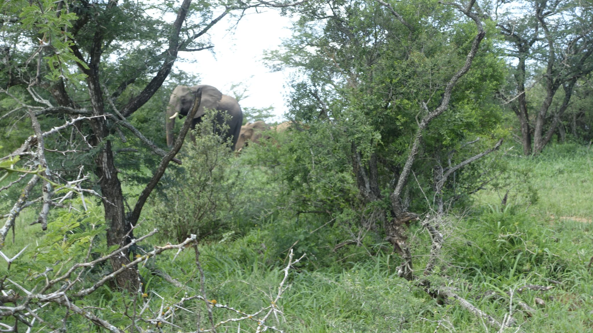 Experiencing elephant on foot, an exhiliration no one can describe.