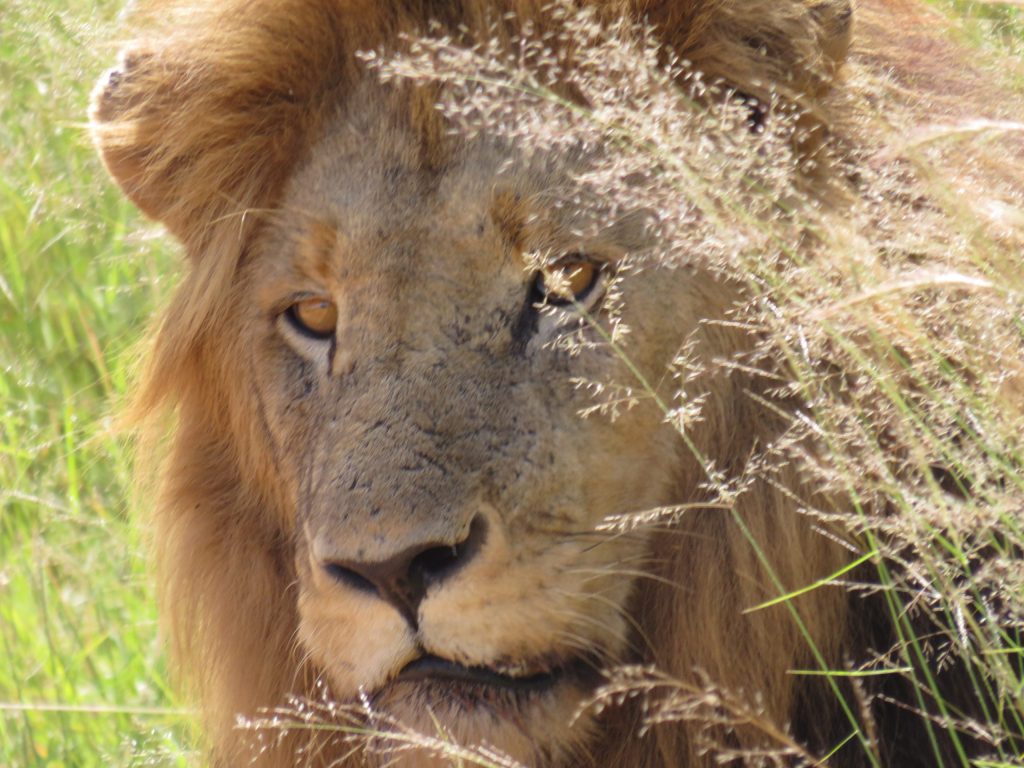 Lion watching through the grass