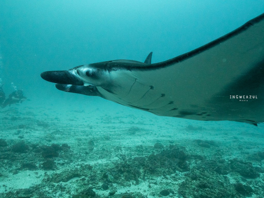 Manta Ray Swimby