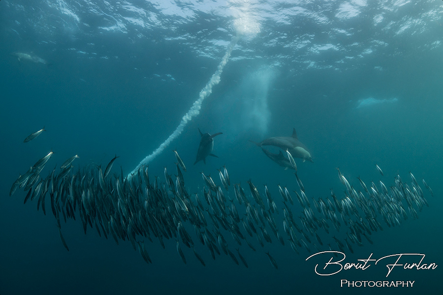 Dolphins hunting Sardines in a baitball they've herded ff the main shoal. Gannet's bubble trail from diving in from the surface to get in on the action.