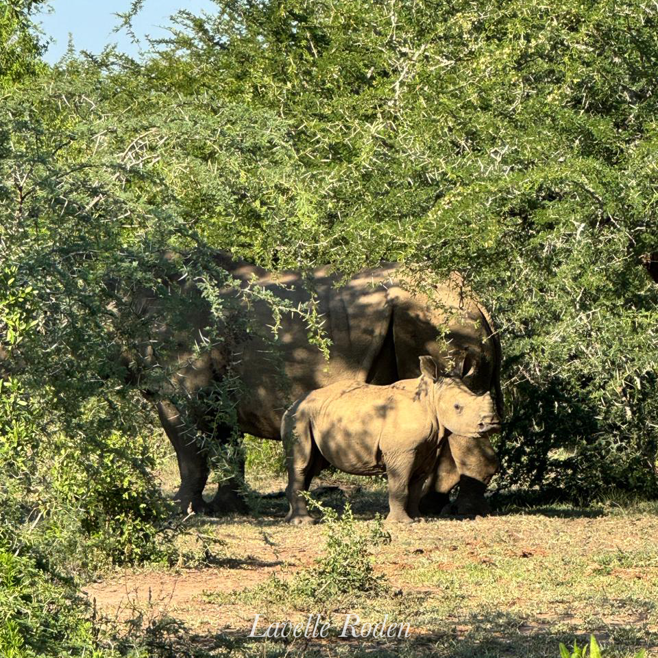 Rhinos & Their Social Network: Life at the Midden