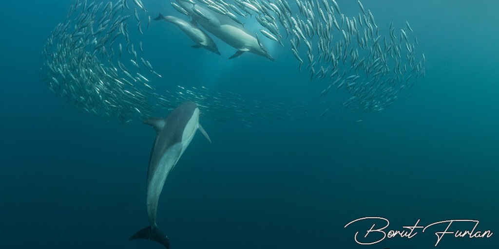 Common Dolphins on a Sardine Baitball on Sardine Run