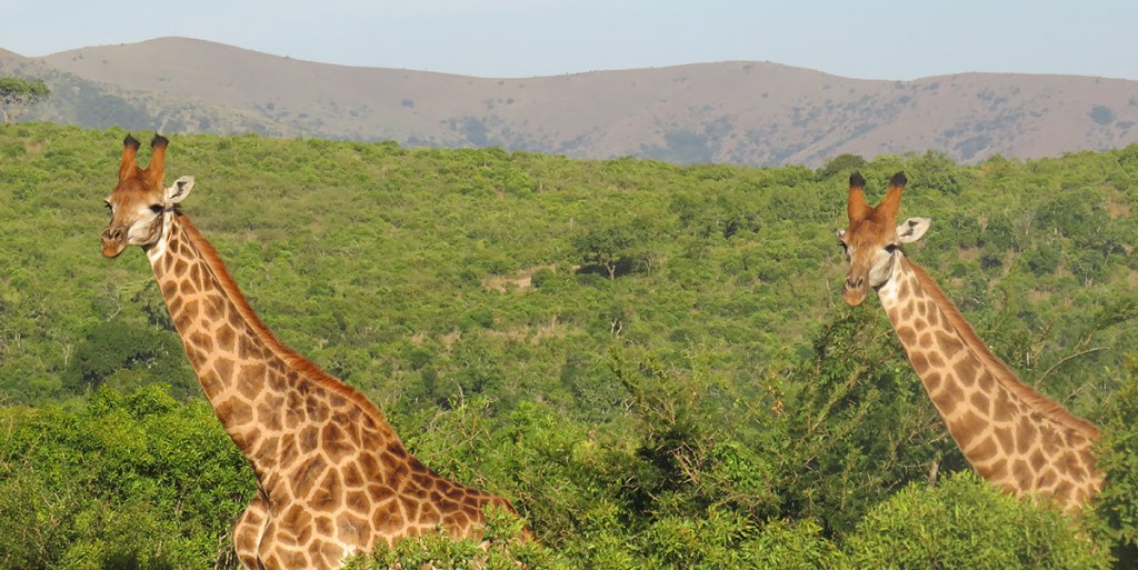 Giraffes with their heads and necks from the top of the trees