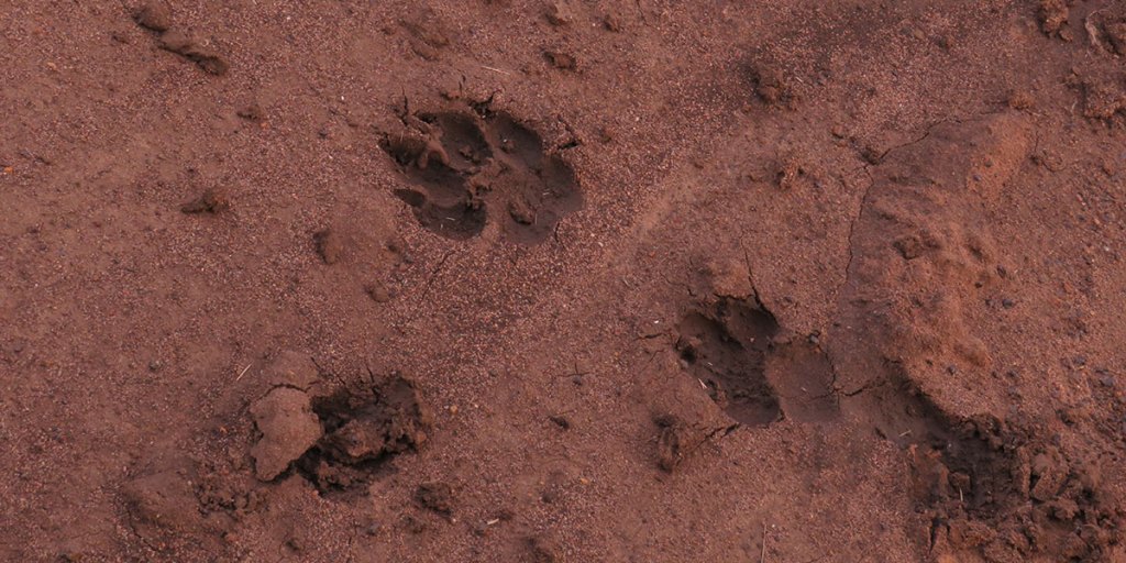 Fresh hyena tracks in the mud