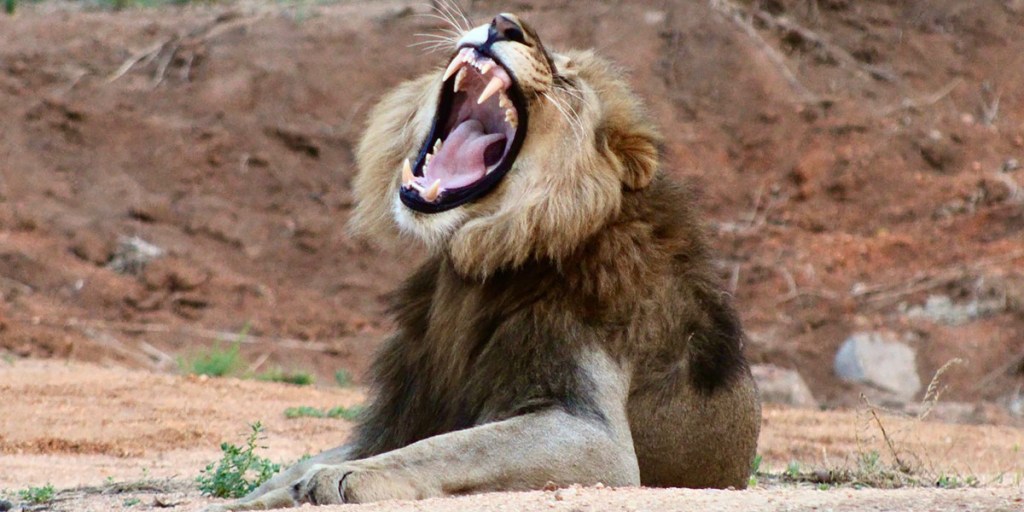 Lion yawning while lying on the ground