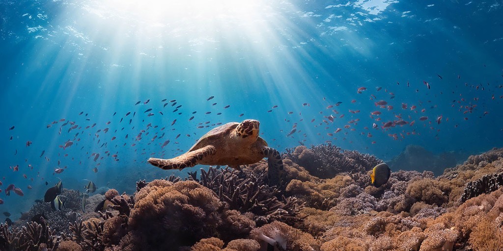 Turtle swimming towards the camera over a coral reef with sun rays in the background coming through the water’s surface.