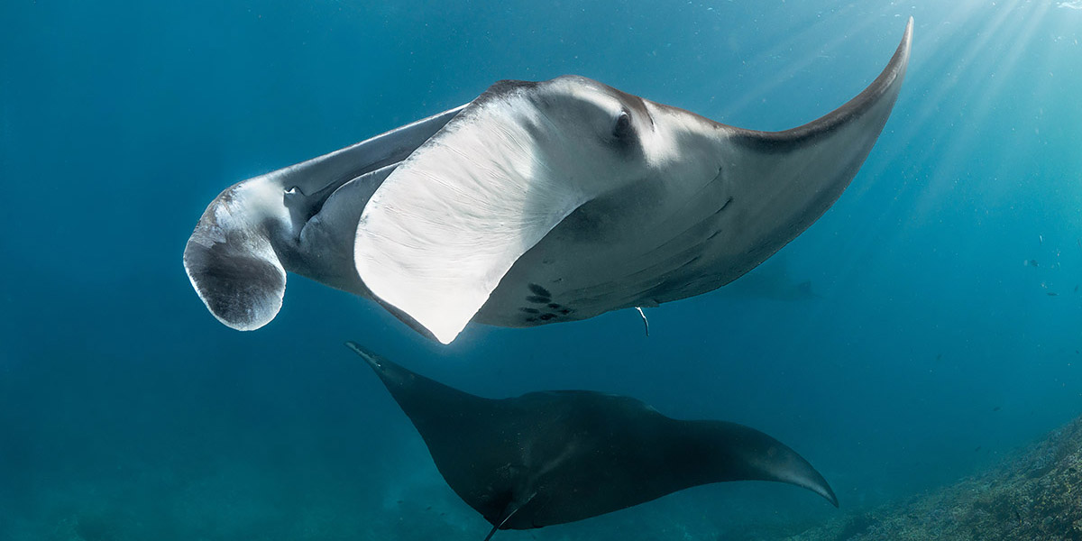 Manta Ray swimming towards Matt Jacobs while taking the photo