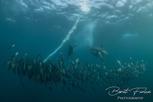 Sardine Run spectacle of nature's wonders. Taken by Borut Furlan. Gannets diving into dolphin herded sardine baitball.