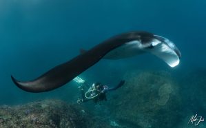 Krisna Gopal under Manta Ray at Manta Point in Lembongan